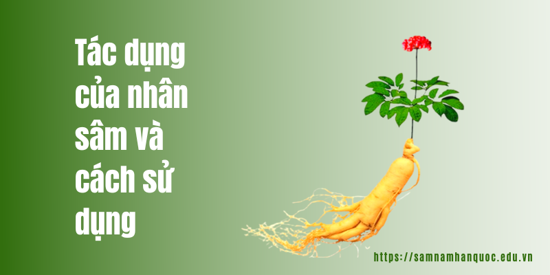 Tác dụng của nhân sâm và cách sử dụng