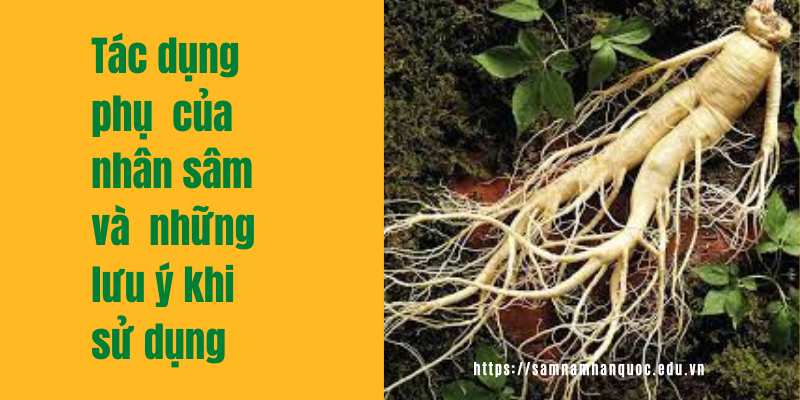Tác dụng của nhân sâm và cách sử dụng